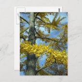 Ginkgo im Herbst Postkarte (Vorne/Hinten)