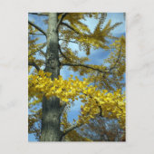 Ginkgo im Herbst Postkarte (Vorderseite)
