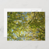Ginkgo Leaf Canopy: Japan Postkarte (Vorne/Hinten)