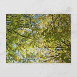 Ginkgo Leaf Canopy: Japan Postkarte