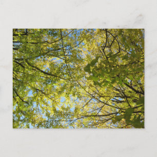 Ginkgo Leaf Canopy: Japan Postkarte