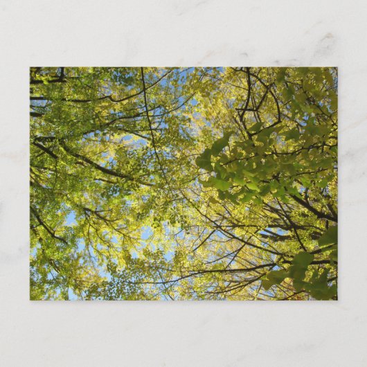 Ginkgo Leaf Canopy: Japan Postkarte (Vorderseite)