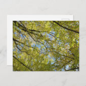 Ginkgo Leaf Canopy Postkarte (Vorne/Hinten)