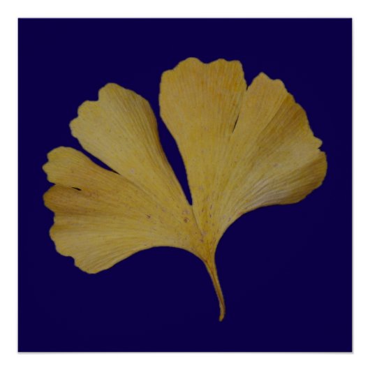 Ginkgo Leaf Poster (Vorderseite)