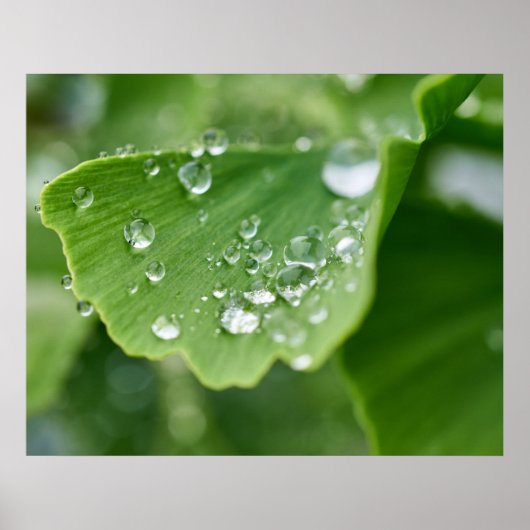 Ginkgo Pflanze Poster (Vorne)