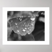 Ginkgo Pflanze Poster (Vorne)