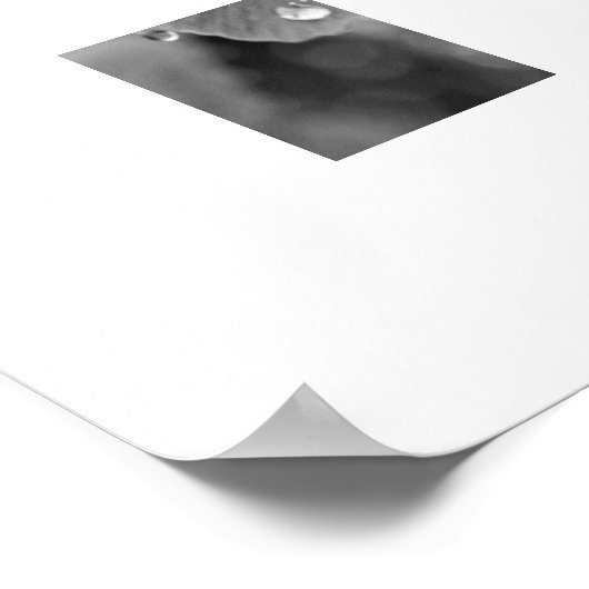 Ginkgo Pflanze Poster (Ecke)