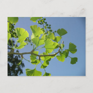 Ginkgo Postkarte