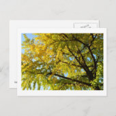 Ginkgo Tree: Japan Postkarte (Vorne/Hinten)