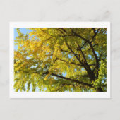 Ginkgo Tree: Japan Postkarte (Vorderseite)