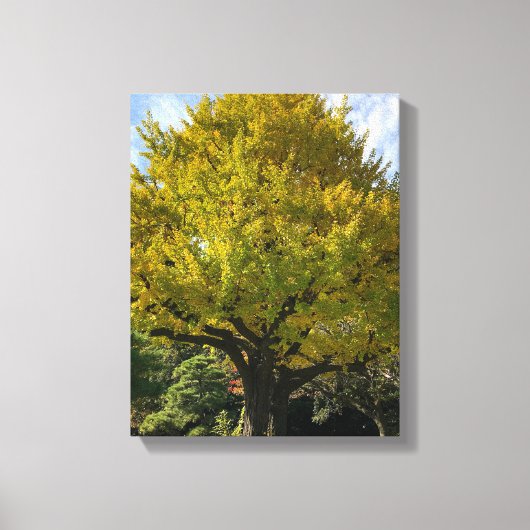 Ginkgo Tree of Golden Yellow Leinwanddruck (Vorderseite)