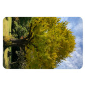 Ginkgo Tree of Golden Yellow Magnet (Horizontal)