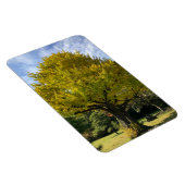 Ginkgo Tree of Golden Yellow Magnet (Rechte Seite)