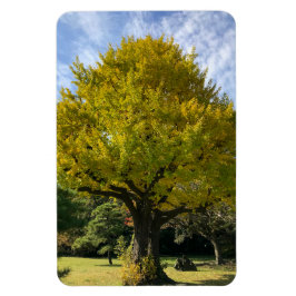 Ginkgo Tree of Golden Yellow Magnet