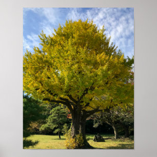 Ginkgo Tree of Golden Yellow Poster