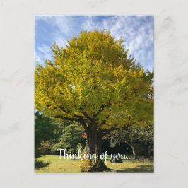 Ginkgo Tree of Golden Yellow Postkarte