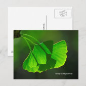 Ginkgobaum (Ginkgo biloba) Postkarte (Vorne/Hinten)