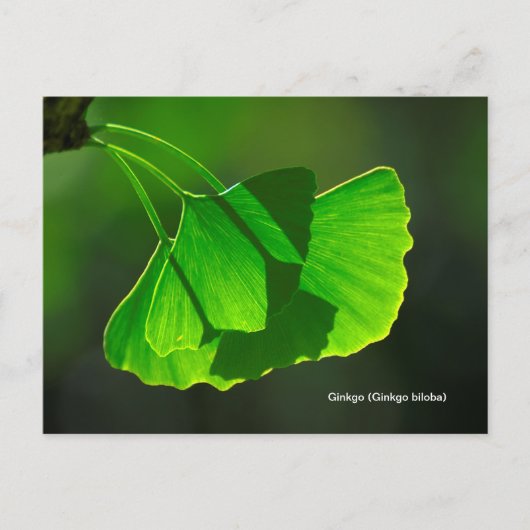 Ginkgobaum (Ginkgo biloba) Postkarte (Vorderseite)