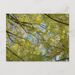 Ginkgoblätterdach Postkarte