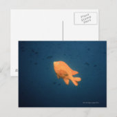 Girabaldi Postkarte (Vorne/Hinten)