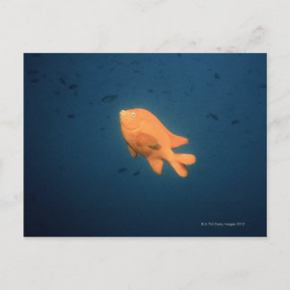 Girabaldi Postkarte