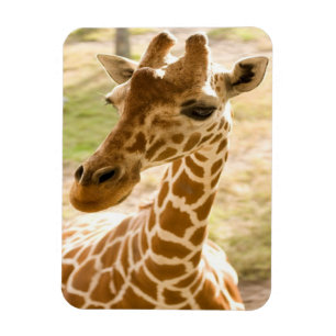 Girafa Zen Magnet