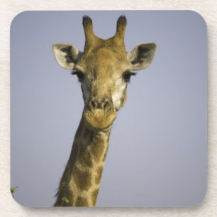 (Giraffa camelopardalis), Kamera betrachtend, Getränkeuntersetzer