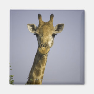 (Giraffa camelopardalis), Kamera betrachtend, Magnet