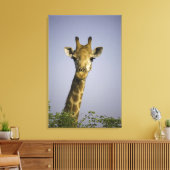 (Giraffa camelopardalis), Kamera, in Leinwanddruck (Insitu (Wohnzimmer))