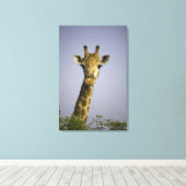 (Giraffa camelopardalis), Kamera, in Leinwanddruck (Insitu (Holzboden))