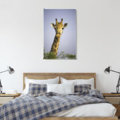 (Giraffa camelopardalis), Kamera, in Leinwanddruck (Insitu (Schlafzimmer))