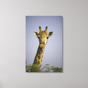 (Giraffa camelopardalis), Kamera, in Leinwanddruck
