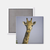 (Giraffa camelopardalis), Kamera, in Magnet (Vorderseite/Rückseite)