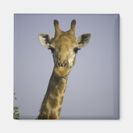 (Giraffa camelopardalis), Kamera, in Magnet (Vorne)