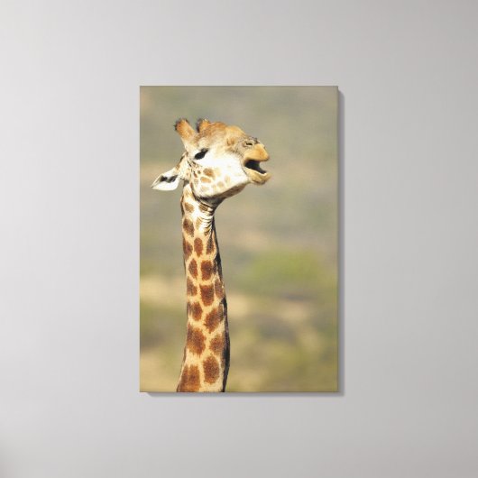 Giraffa (Giraffa camelopardalis) Leinwanddruck (Vorderseite)