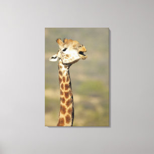 Giraffa (Giraffa camelopardalis) Leinwanddruck