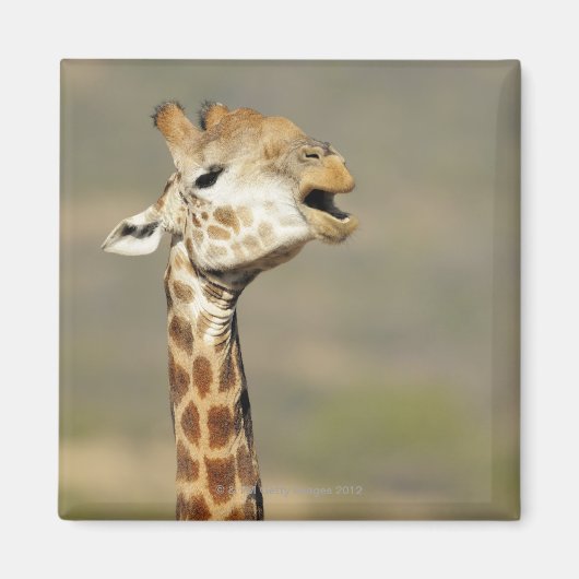 Giraffa (Giraffa camelopardalis) Magnet (Vorne)