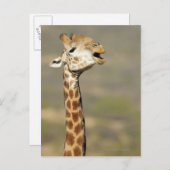 Giraffa (Giraffa camelopardalis) Postkarte (Vorne/Hinten)