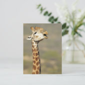 Giraffa (Giraffa camelopardalis) Postkarte (Stehend Vorderseite)