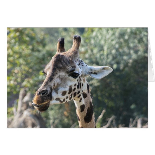 Giraffe (Vorderseite (Horizontal))
