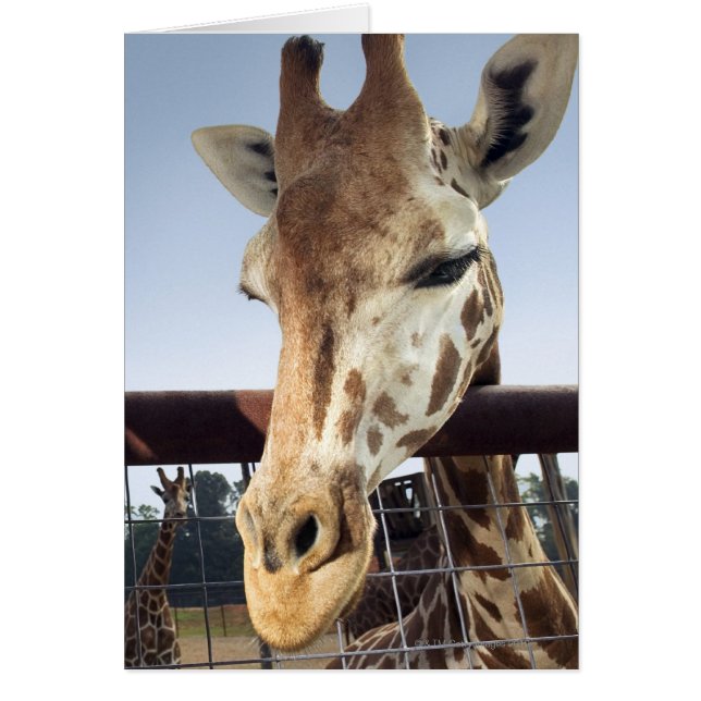 Giraffe (Vorne)