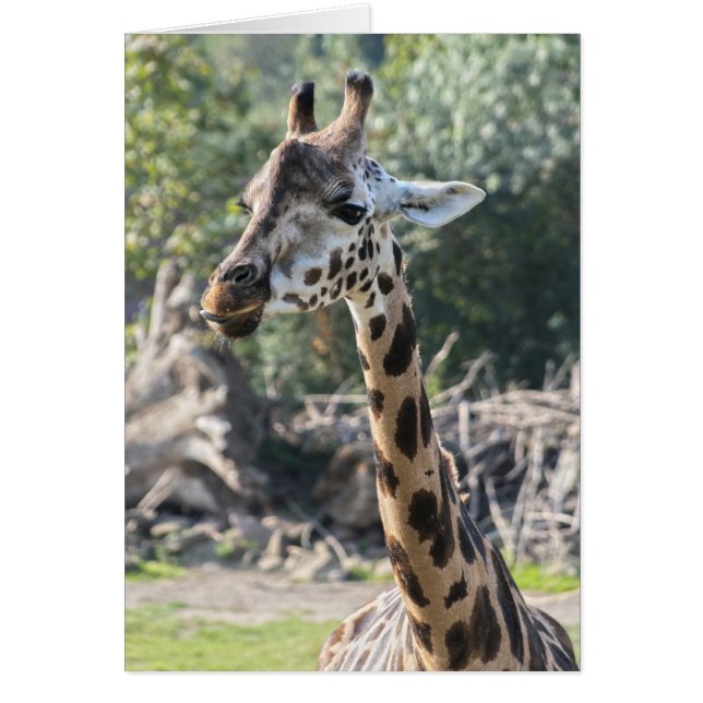 Giraffe (Vorne)