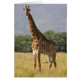Giraffe