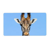 Giraffe (Vorne)