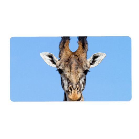 Giraffe (Vorne)