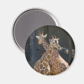 Giraffe2 Magnet (Vorderseite/Rückseite)
