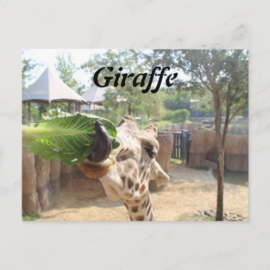 Giraffe # 12 postkarte (Vorderseite)