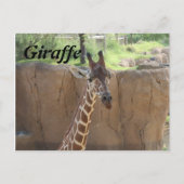 Giraffe # 15 postkarte (Vorderseite)