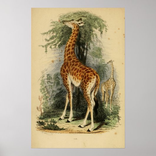 Giraffe (1849) poster (Vorne)