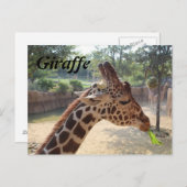 Giraffe # 18 postkarte (Vorne/Hinten)